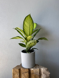 Potted Plants
