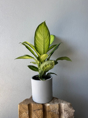 Potted Plants
