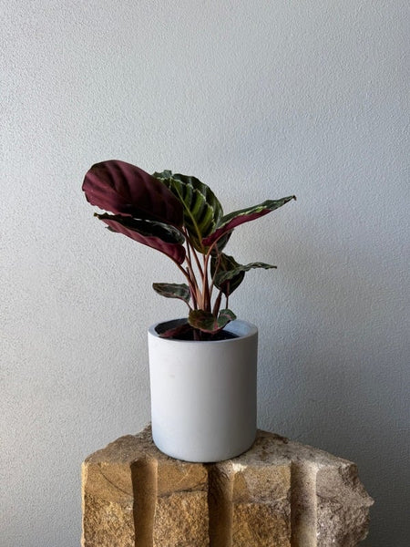 Potted Plants